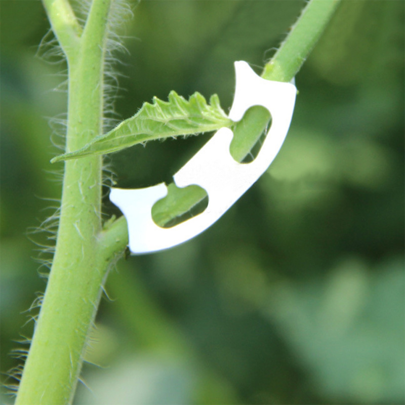 50/100pcs Botany-stem Vine Str - огляд і ціна Gardening Tools Hoe